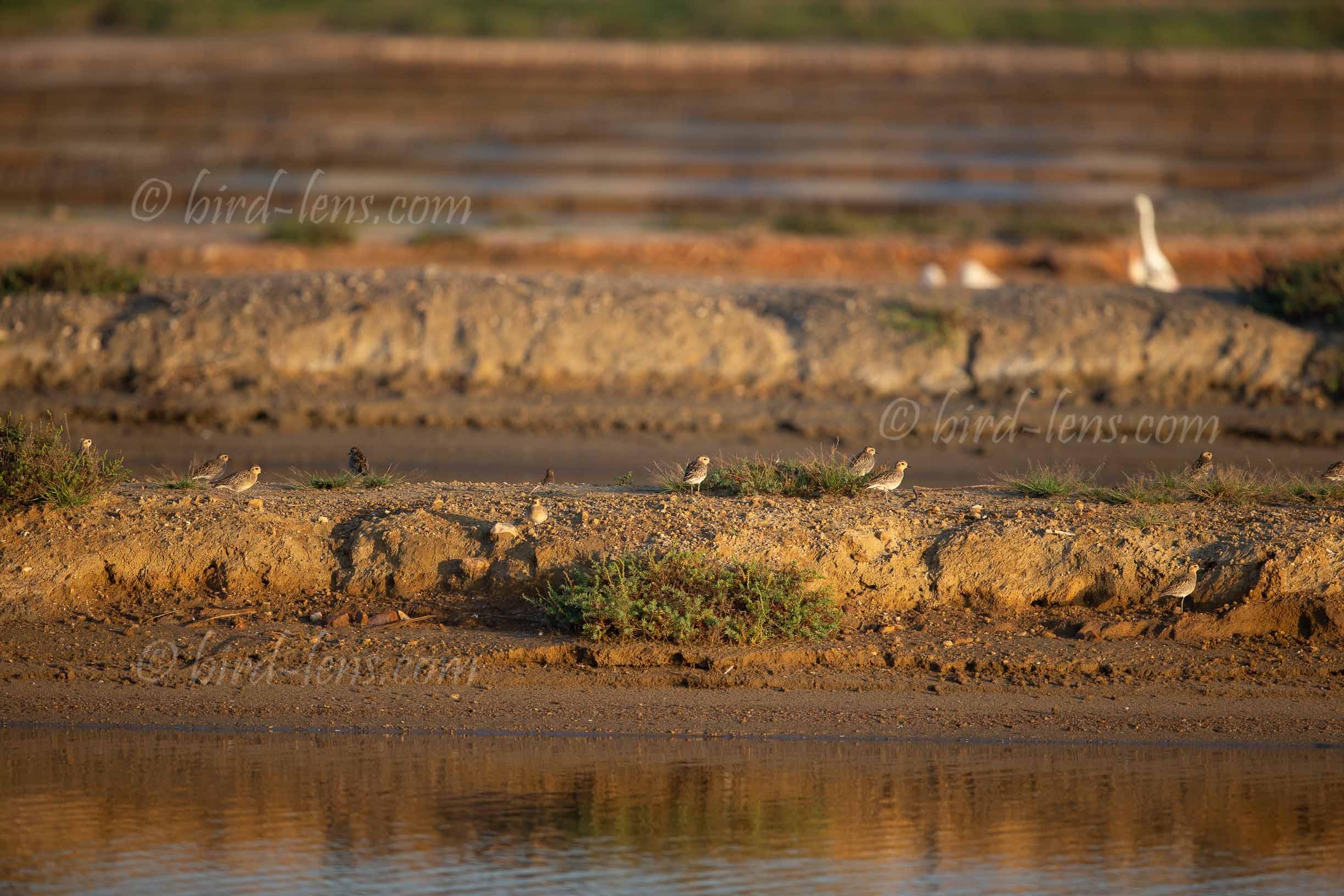 Pazifischer Goldregenpfeifer Pazifischer Goldregenpfeifer